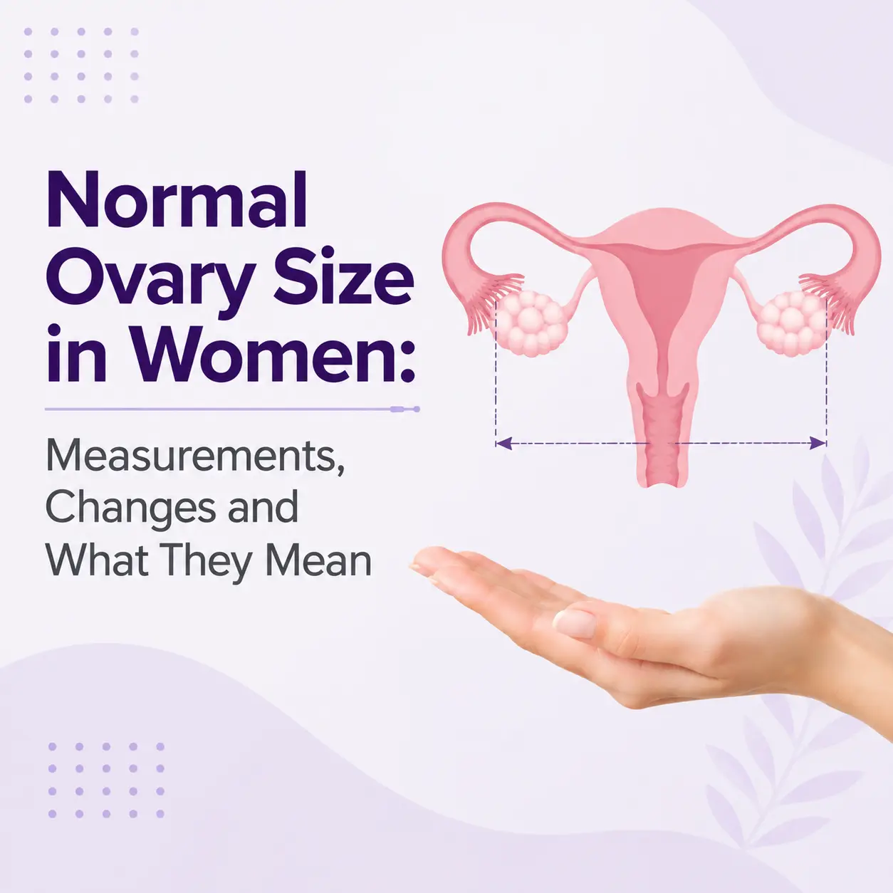 Normal Ovary Size in Women: Measurements, Changes and What They Mean